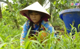 Hoàn cảnh em Nguyễn Huỳnh Kim Thi – Lớp 11A2 trường THPT Phan Việt Thống