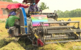 Huyện Tân Phước bắt đầu thu hoạch lúa hè thu năm 2020