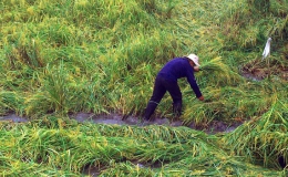 Mưa dầm gây thiệt hại cho nông dân trồng lúa