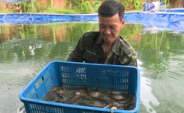 Chuyên đề 16.10: Mô hình nuôi cá chạch thương phẩm tại xã Trung An
