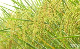 Mô hình sản xuất lúa ứng dụng công nghệ cao đem lại lợi nhuận tốt cho nông dân