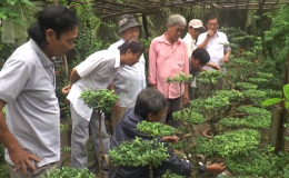 Chuyên đề 19.11 -Tổng kết lớp nghề trồng và chăm sóc cây kiểng ở xã Phú Thạnh