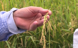 Tiền Giang sản xuất hơn 300 hecta lúa đạt chứng nhận VietGAP