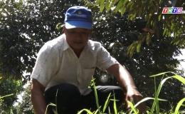 Chuyên đền 18.1- Gương nông dân sản xuất giỏi ở xã Hậu Mỹ Phú