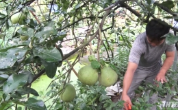 Nông dân Cái Bè chăm sóc vườn trái cây phục vụ Tết   