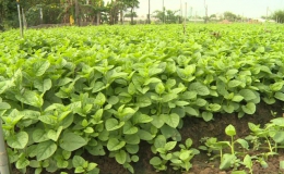 Tiền Giang trồng 1.500 ha rau màu phục vụ Tết Nguyên đán 2021
