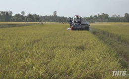 Ngành nông nghiệp Tiền Giang triển khai kế hoạch sản xuất ở các huyện phía Đông
