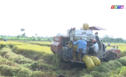 Chuyên đề 26.02 – Nông dân Gò Công Đông thu hoạch lúa trúng màu được giá