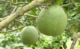 Tiền Giang sẽ cung cấp 75.000 tấn trái cây phục vụ Tết nguyên đán 2021