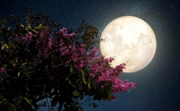Đêm nay và mai, Việt Nam chiêm ngưỡng “siêu trăng hồng” kỳ ảo