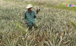 Nông dân Tân Phước thay đổi tư duy trong sản xuất nông nghiệp