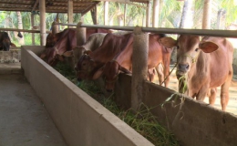 Từ ngày 25-5, Tiền Giang mở đợt cao điểm tiêu độc sát trùng chăn nuôi trâu bò