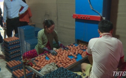 Giá trứng gia cầm tăng cao trong mùa dịch Covid-19 