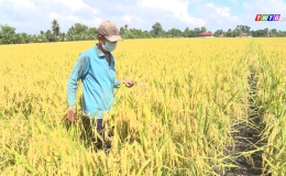 Chuyên đề 23.6 – Gương anh Lê Văn Bé Năm sản xuất lúa lợi nhuận cao