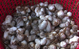 Mô hình trồng nấm rơm hiệu quả tại huyện Tân Phước
