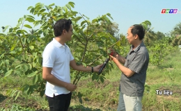 Cây lành trái ngọt “Hiệu quả bước đầu của cây na trên đất Tiền Giang”