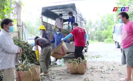 Tân Phước: Người dân vẫn thu hoạch và mua bán khóm bình thường