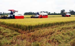 ĐBSCL: Nông dân bán lúa nhanh, giá gạo xuất khẩu tăng