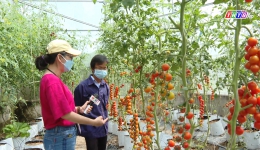 Cây lành trái ngọt “Qui trình trồng cà chua bi”