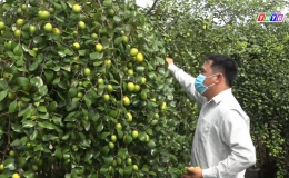 Chuyên đề 30.11 – Mô hình trồng táo mang lại hiệu quả kinh tế cao