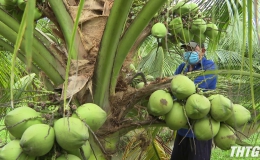 Giá bán dừa tươi đã tăng trở lại so với thời điểm giãn cách