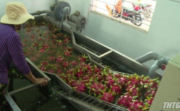 Tiền Giang xây dựng 110 chuỗi sản xuất và tiêu  thụ nông nghiệp