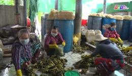 Chuyên đề 17.12 – Mô hình sản xuất cải chua đạt chứng nhận OCOP ở xã Tân Tây