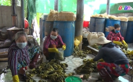 Chuyên đề 17.12 – Mô hình sản xuất cải chua đạt chứng nhận OCOP ở xã Tân Tây