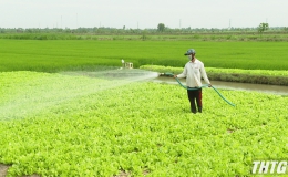 Lợi nhuận sản xuất rau màu tại Tiền Giang năm 2021 giảm một nửa so với năm trước