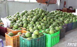 Cửa khẩu đang ùn tắc – Sản lượng trái cây Tiền Giang lại tăng mạnh