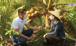 Cây lành trái ngọt “Mô hình dừa mã lai Tân Phước”