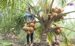 Chuyên đề 20.1 – Hiệu quả từ chuyển đổi đất trồng lúa kém hiệu quả sang trồng dừa xiêm Mã Lai