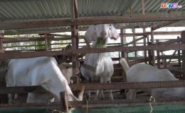 Chuyên đề 25.01 – Thăm mô hình chăn nuôi dê tại xã Thạnh Trị