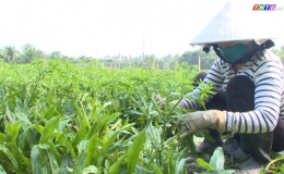 Chuyên đề 21.01 – Nông dân trồng rau mùi chuẩn bị cho thị trường Tết