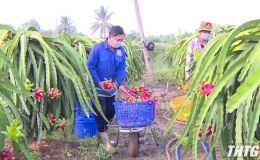 Người trồng thanh long tại Tiền Giang lại gặp khó khăn