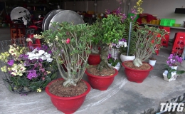 Bắt 02 đối tượng trộm hàng chục chậu hoa kiểng tại huyện Châu Thành