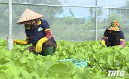 Sau Tết, Tiền Giang thu hoạch khoảng 5.100 ha rau màu, giá giảm nhẹ