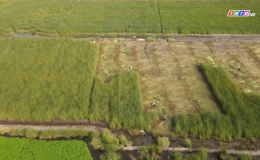 Mùa cỏ bàng hút hàng, được giá của nông dân huyện Tân Phước