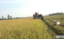 Các huyện phía Đông Tiền Giang thu hoạch thắng lợi vụ lúa Đông xuân