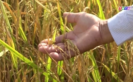 Vụ lúa Đông Xuân 2021-2022: Năng suất tăng nhưng lợi nhuận giảm
