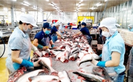 ĐBSCL: Giá cá tra nguyên liệu tiếp tục tăng cao