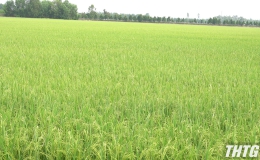 Lúa Xuân Hè ở Tiền Giang đang phát triển tốt