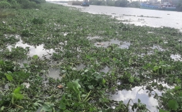 Lục bình dày đặc trên sông, ảnh hưởng giao thông đường thủy tại Tiền Giang