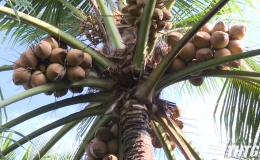 Dừa tươi tăng giá mạnh