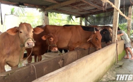  Tiền Giang chú trọng nâng cao chất lượng đàn bò