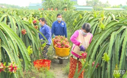 Tiền Giang chọn 3 loại trái cây để hỗ trợ sản xuất và tiêu thụ