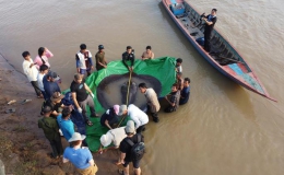Campuchia: Bắt được cá nước ngọt lớn nhất thế giới trên sông Mê Kông