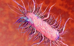 Đắk Lắk: Ghi nhận 1 trường hợp nhiễm “vi khuẩn ăn thịt người”