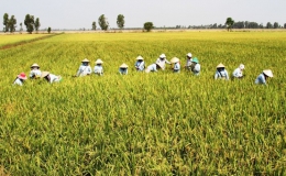 Sáng, tối bức tranh nông sản Việt – Hướng đi bền vững từ sản xuất sạch