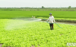 Lợi nhuận rau màu dẫn đầu ngành trồng trọt phía Đông tỉnh Tiền Giang